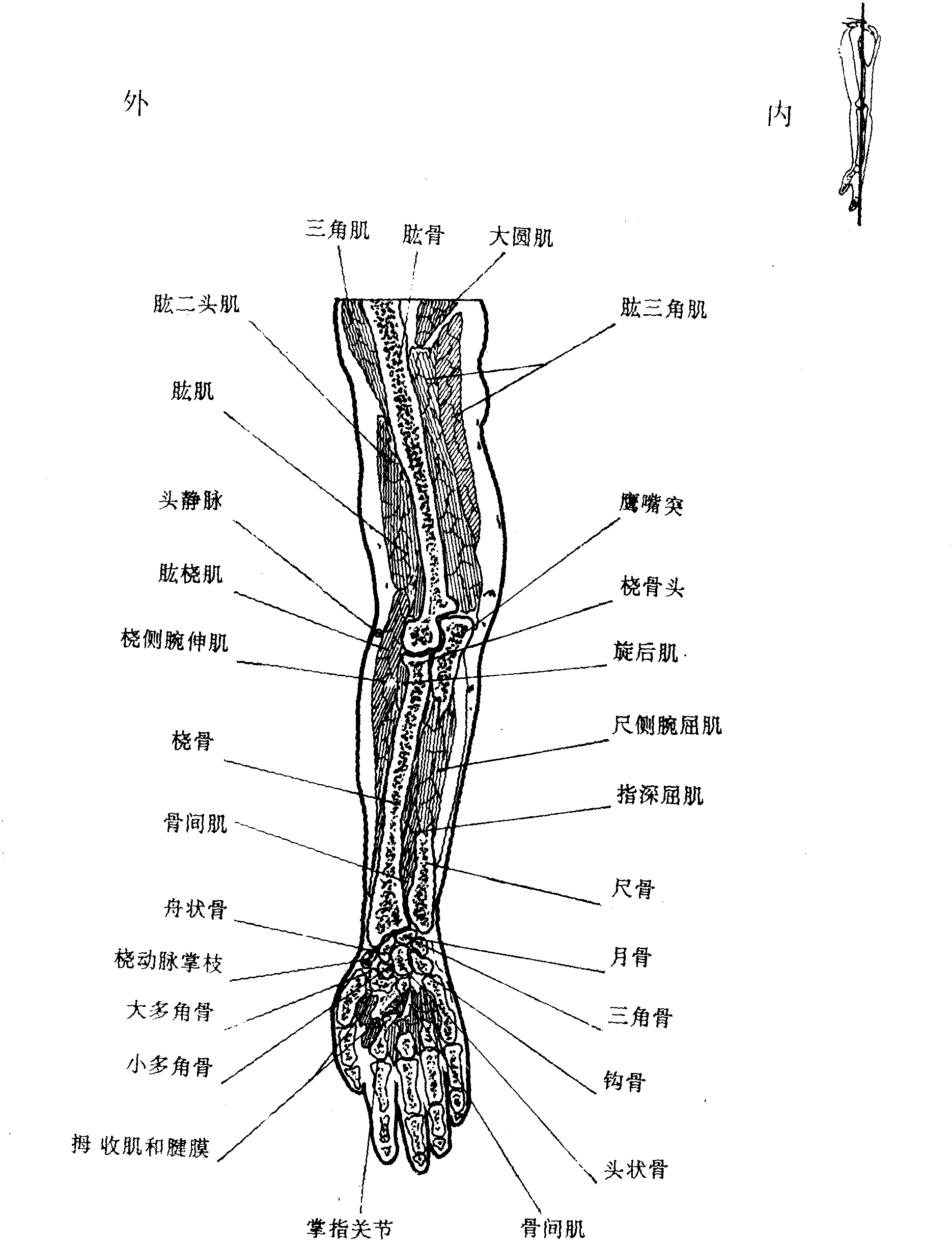 第二節(jié) 上肢冠狀斷面